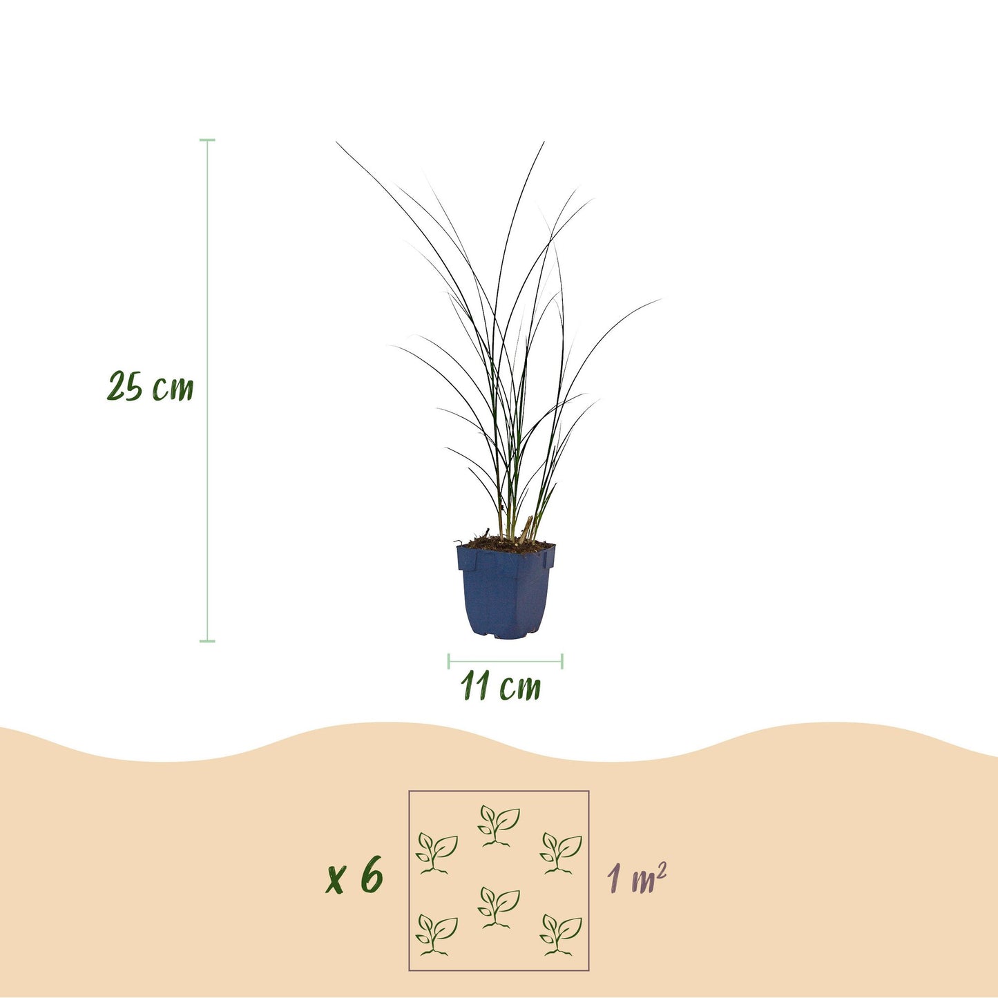 Miscanthus sin. Gracillimus : Dimensions d'un plant (hauteur 25 cm, pot 11 cm) et espacement de plantation suggéré de 6 plants par m².