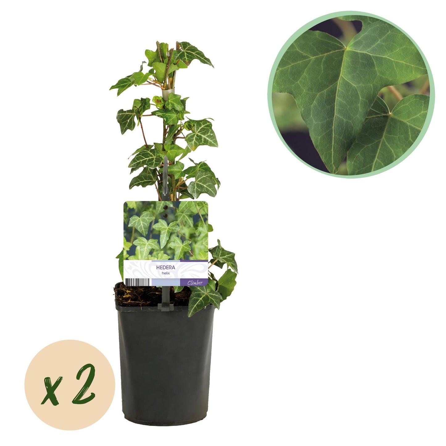 Hedera helix, plante grimpante en pot de 11 cm, avec une pastille 'x2' indiquant qu'elle est vendue en lot de deux.