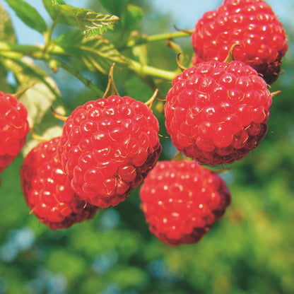 Rubus idaeus Malling Promise. Gros plan de framboises rouges juteuses sur une branche verte, prêtes à être cueillies.