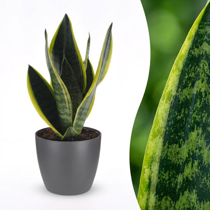 Cette magnifique Sansevieria Futura Superba possède des feuilles panachées vert foncé et jaune vif dans un pot gris