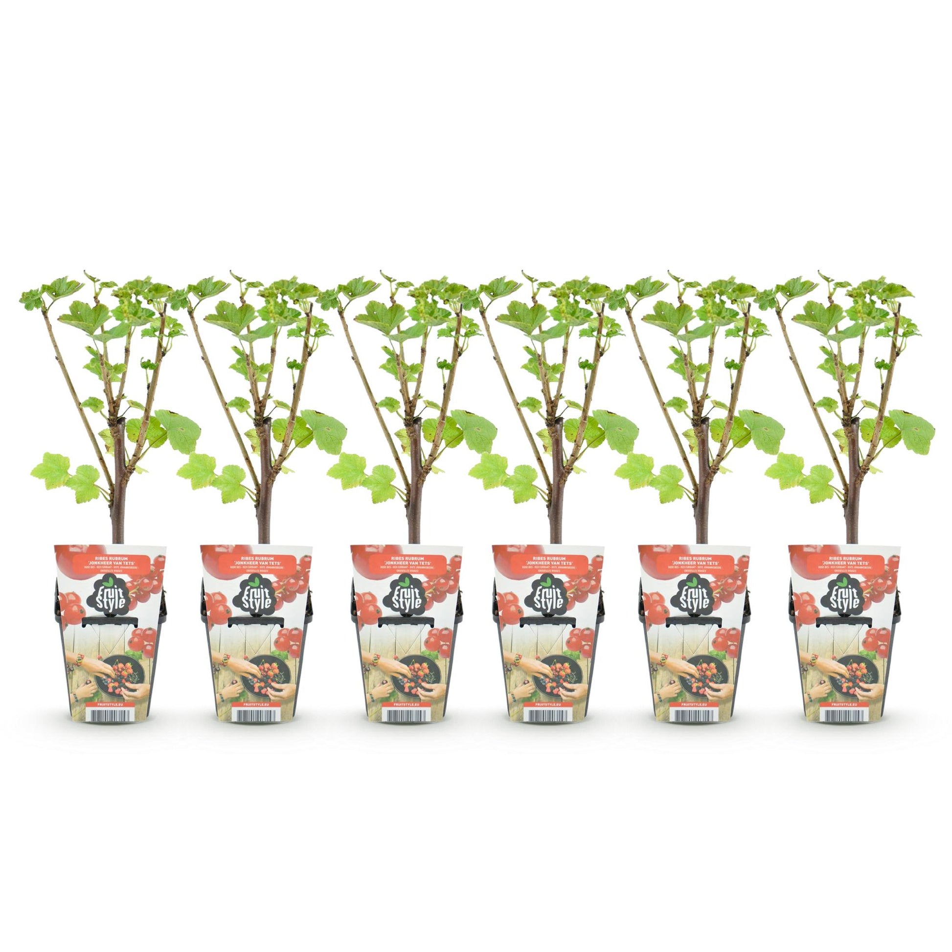 Groseillier Ribes rubrum Jonkheer van Tets. Trois plants en pot de 9cm, alignés sur fond blanc uni, prêts à être plantés.