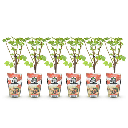 Groseillier Ribes rubrum Jonkheer van Tets. Trois plants en pot de 9cm, alignés sur fond blanc uni, prêts à être plantés.