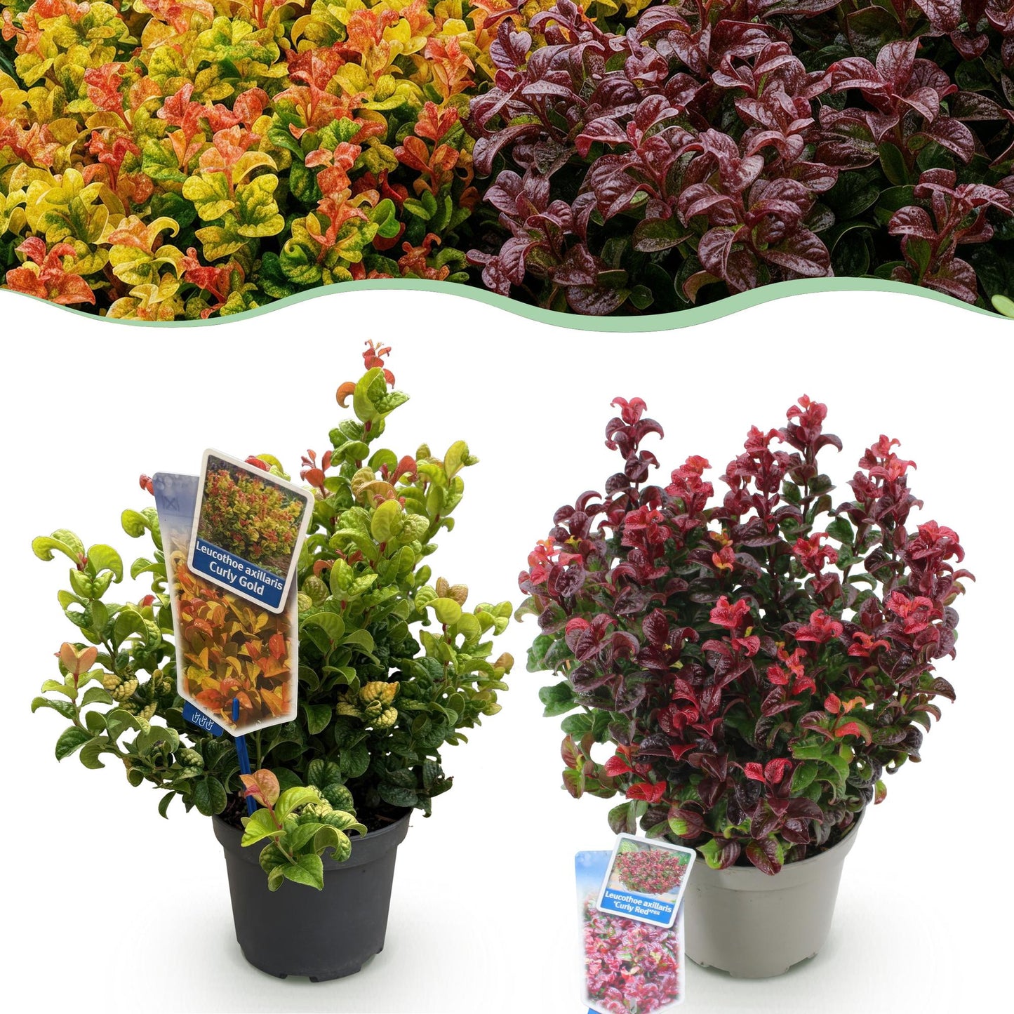 Leucothoe Curly Duo, deux plants en pots sur fond blanc, l'un aux feuilles jaune et rouge, l'autre aux feuilles rouge.