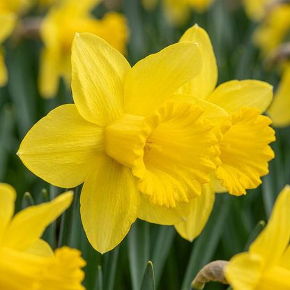 Narcisses 'Carlton' jaunes éclatants avec leur couronne centrale froncée, fleuris dans un jardin printanier.