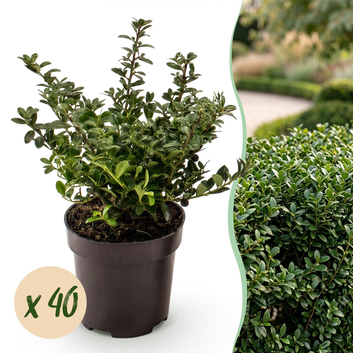 Ilex crenata Stokes en pot avec une bulle 'x 40', illustrant un lot de plants pour haie, à côté d'une haie dense et verte.