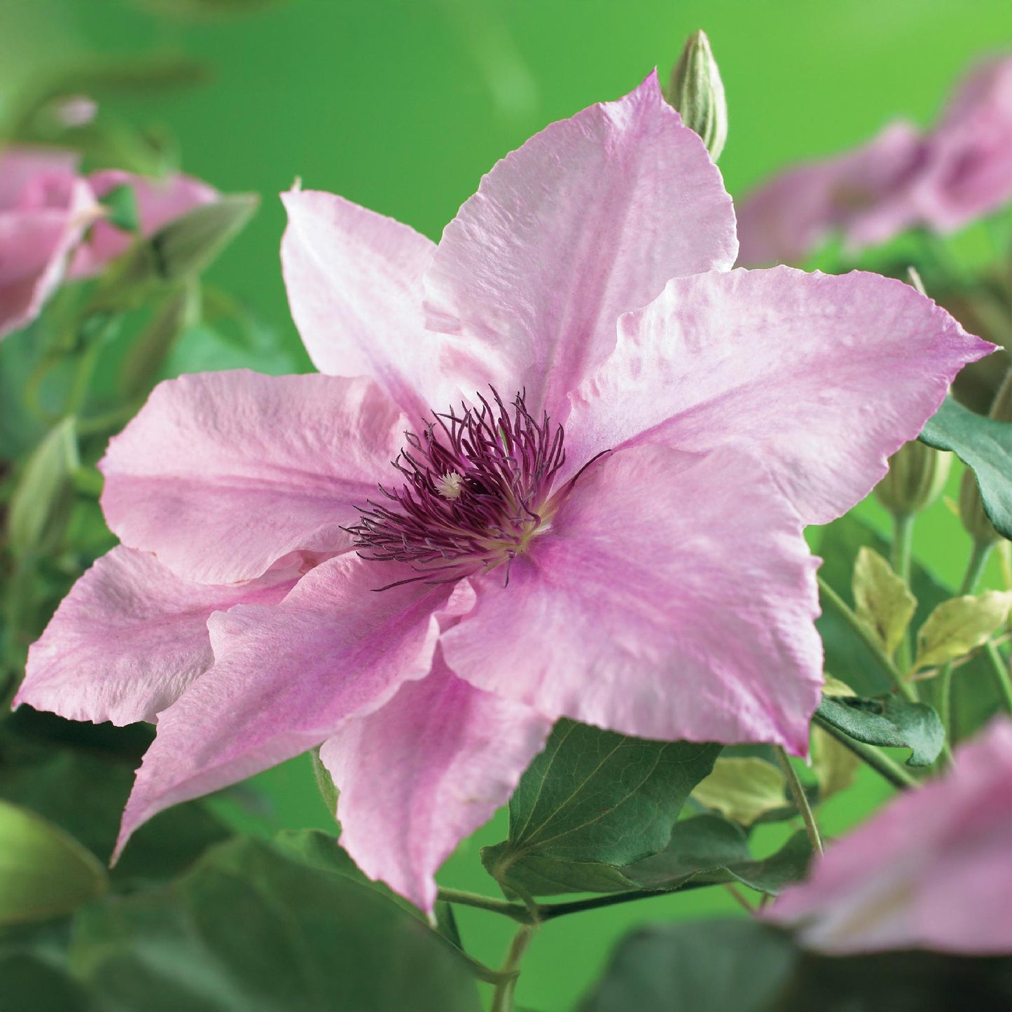 Clématite Pink Fantasy en gros plan, dévoilant sa grande fleur rose pâle avec un centre pourpre intense.