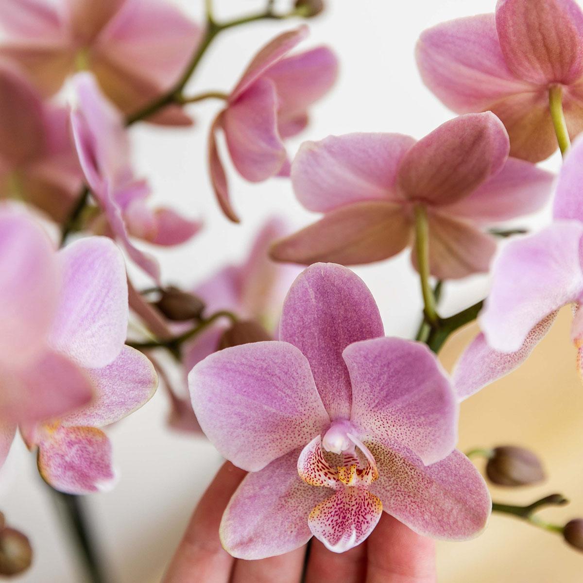 Orchidée Phalaenopsis vieux rose en pot