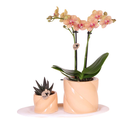 Orchidée Phalaenopsis orange en pot