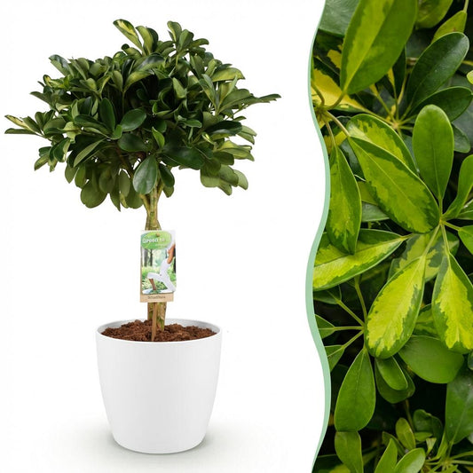 Schefflera Gold Capelle plante d'intérieur en pot de 21cm, feuillage doré en éventail, hauteur 70-81cm