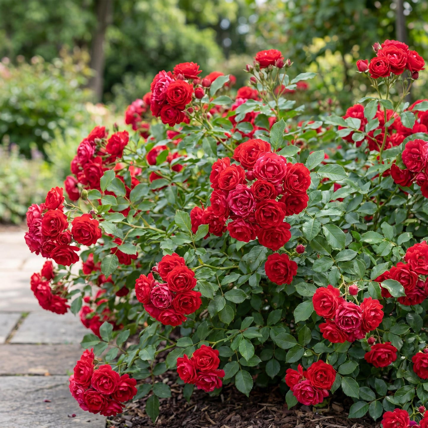 Rosier 'The Fairy' Rouge. Magnifique massif de rosiers buissons aux fleurs rouges éclatantes dans un jardin fleuri.
