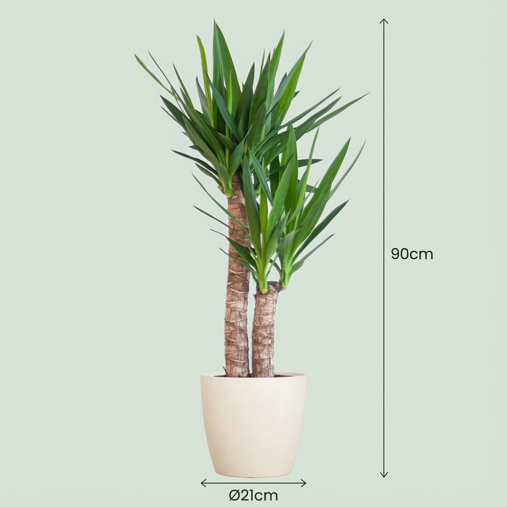 Yucca Elephantipes avec Potter blanc - 90cm - Ø21