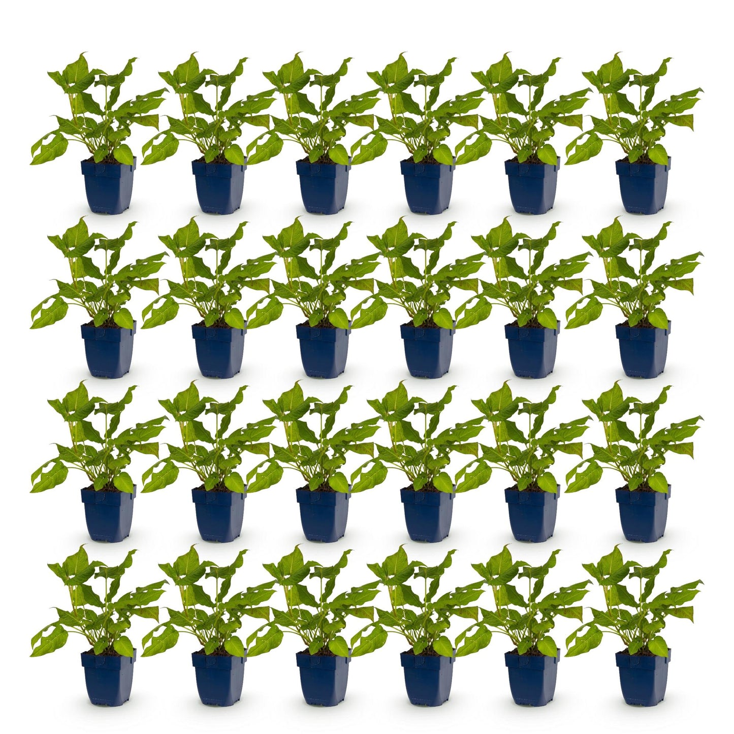 Renouée, Persicaria amplexicaulis, lot de 25 plants en pots bleus, alignés sur fond blanc uni.
