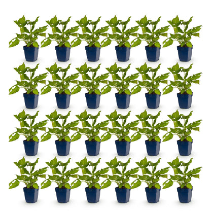 Renouée, Persicaria amplexicaulis, lot de 25 plants en pots bleus, alignés sur fond blanc uni.