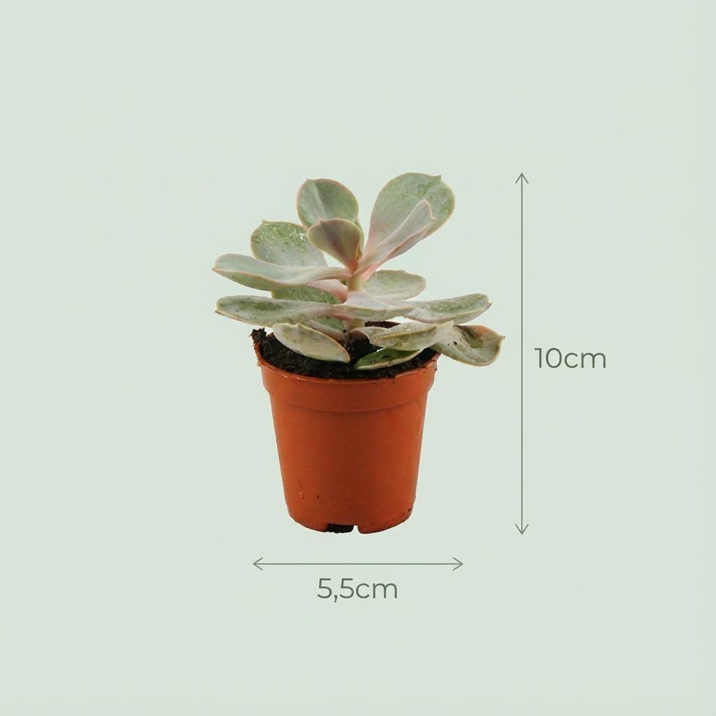Mini Mélange de Succulentes - 30 Pièces - Ø 8,1 cm - Hauteur: 5-10 cm - pots en terre cuite