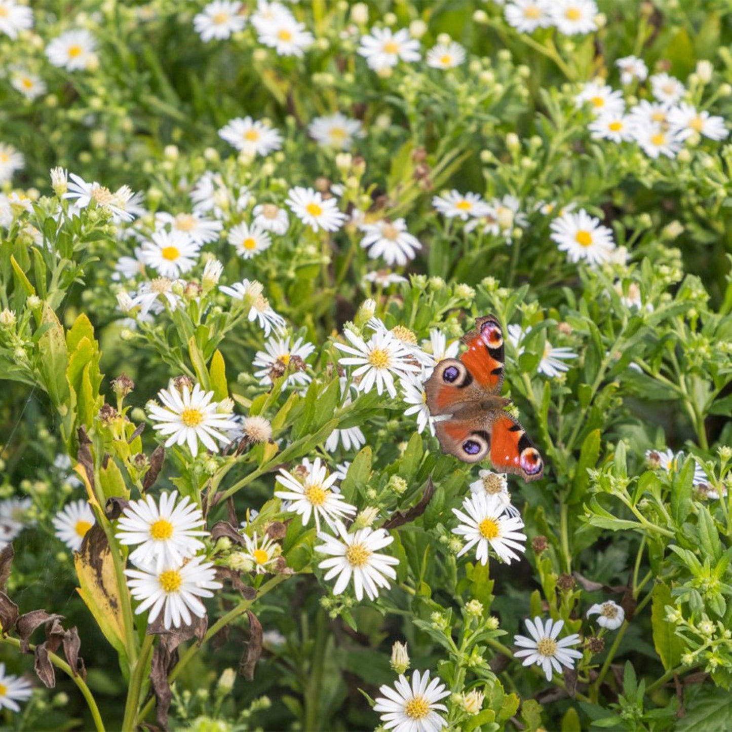Kit de plantes vivaces. Une papillon de paon coloré se pose délicatement sur une multitude de fleurs blanches et jaunes dans un jardin verdo