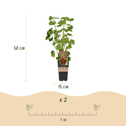 Ribes-Rubes Mix : plante en pot avec dimensions 50 cm de hauteur et pot de 15 cm de diamètre, espacement de plantation de 1 mètre.
