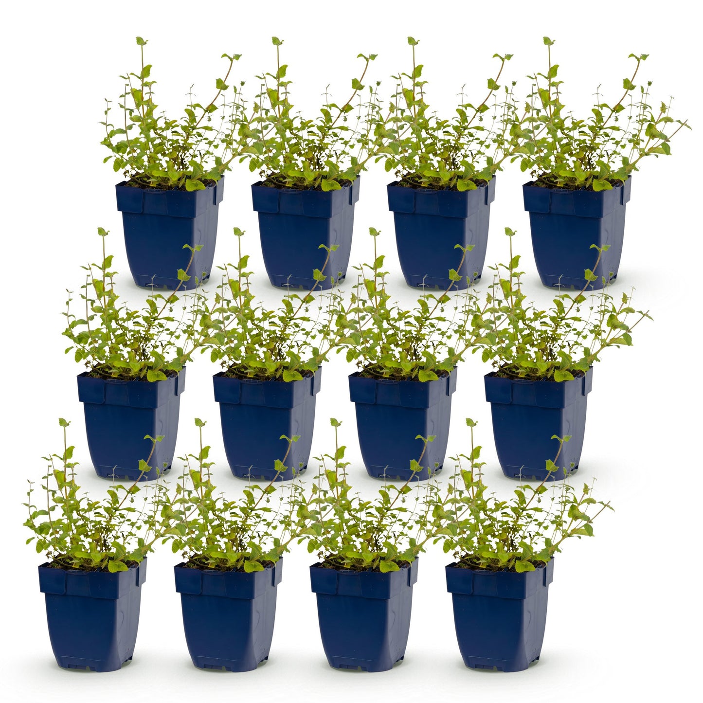 Nepeta rac. Grog, herbe à chats, en lot de 12 plants en pot bleu sur fond blanc. Chaque plante mesure 15-25cm de haut.