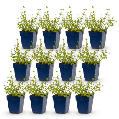 Nepeta rac. Grog, herbe à chats, en lot de 12 plants en pot bleu sur fond blanc. Chaque plante mesure 15-25cm de haut.