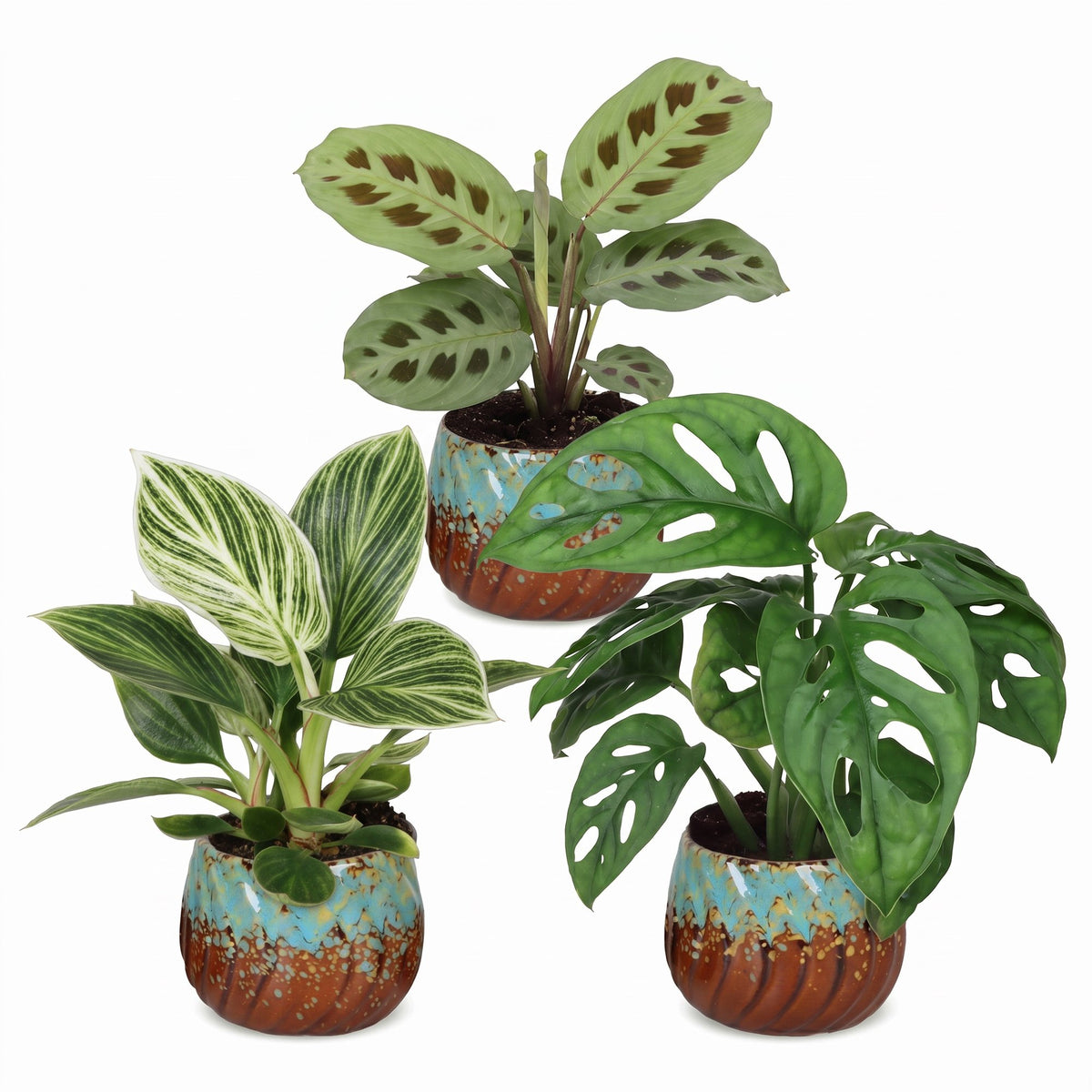 Box surprise plantes en pot de 6 cm, 3 plantes, cache-pot cuivre et turquoise
