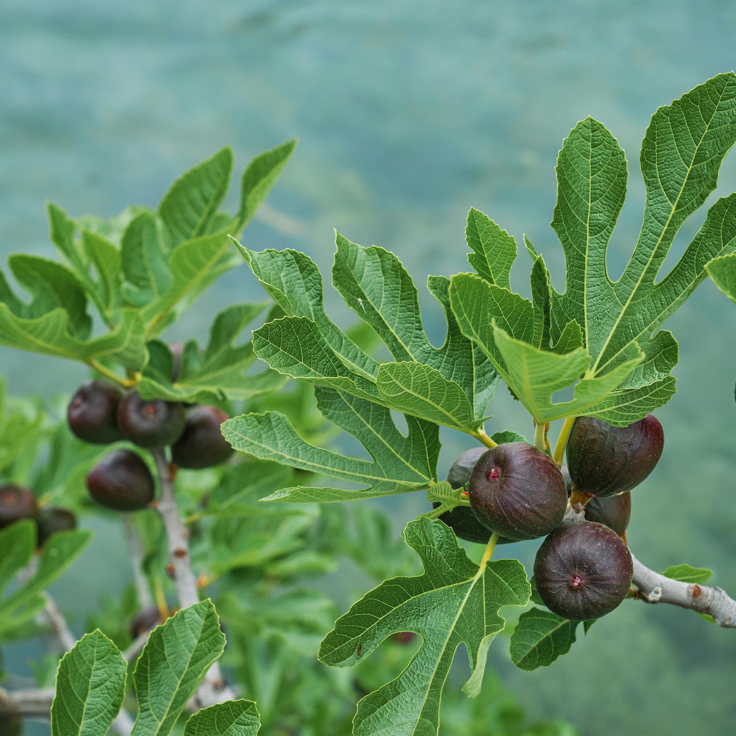 Ficus carica Brown Turkey. Gros plan sur des figues mûres, de couleur violet foncé, entourées de feuilles vertes lobées.