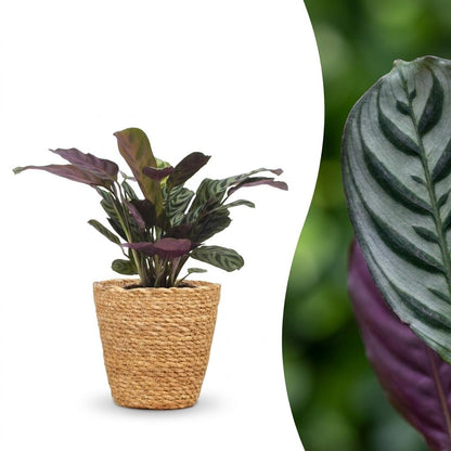 Cette plante Ctenanthe Burle Marxii se dresse fièrement dans un cache-pot tressé couleur naturelle, présentant son feuillage panaché