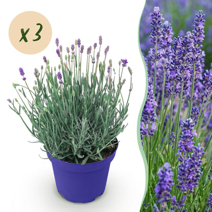 Lavande Hidcote, un plant en pot sur fond blanc, avec un grand champ de fleurs de lavande violettes en arrière-plan. Une bulle "x3" indique 