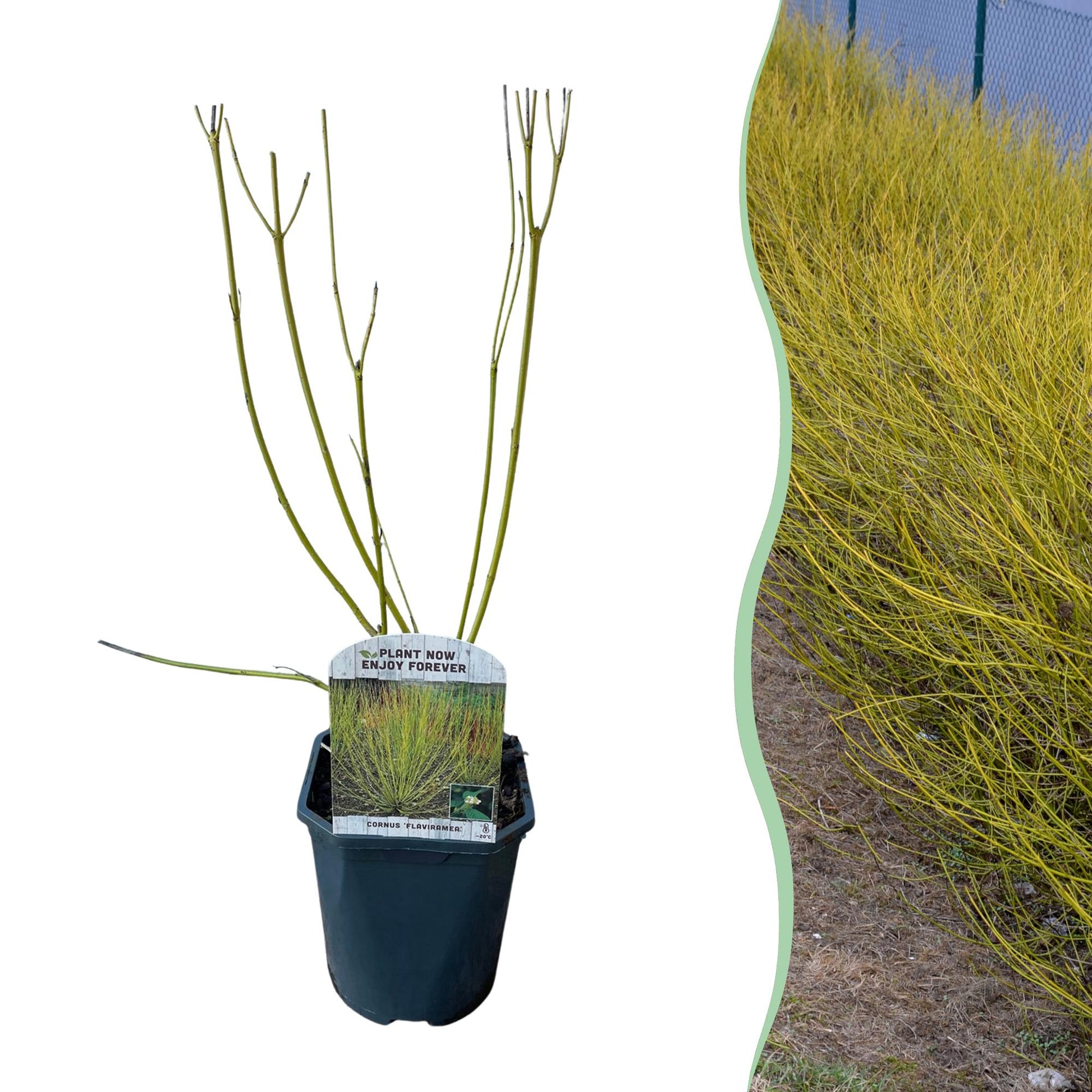 Cornus alba Flaviramea : un arbuste caduc aux branches vert clair en pot, à côté d'une haie luxuriante de la même variété.
