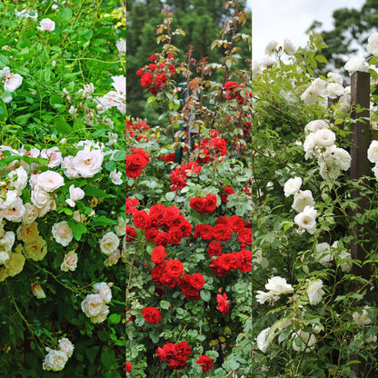 Rosa grimpante Red Climber. Trois rosiers différents, un blanc, un rouge, et un rose pâle, grimpant sur des supports en bois dans un jardin.