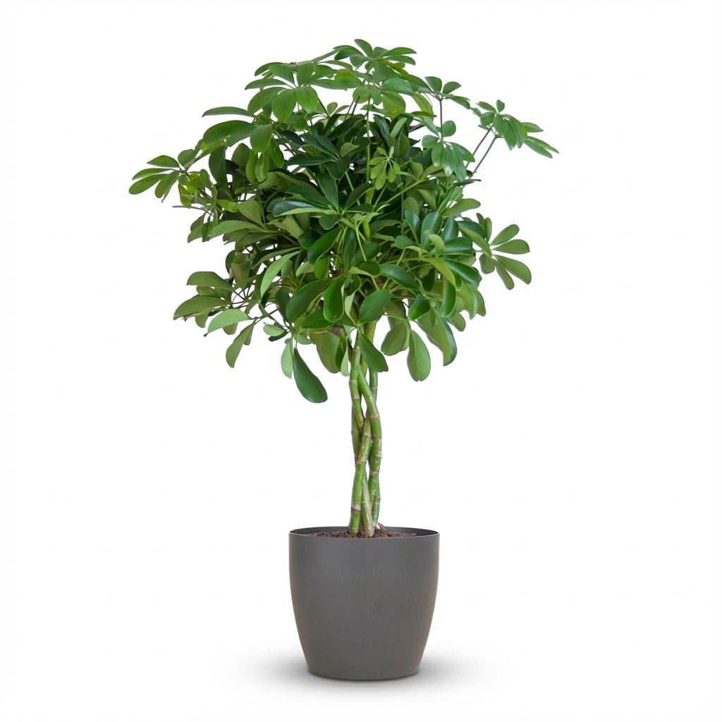 Schefflera Arabe Nora avec Potter gris - 70cm - Ø21