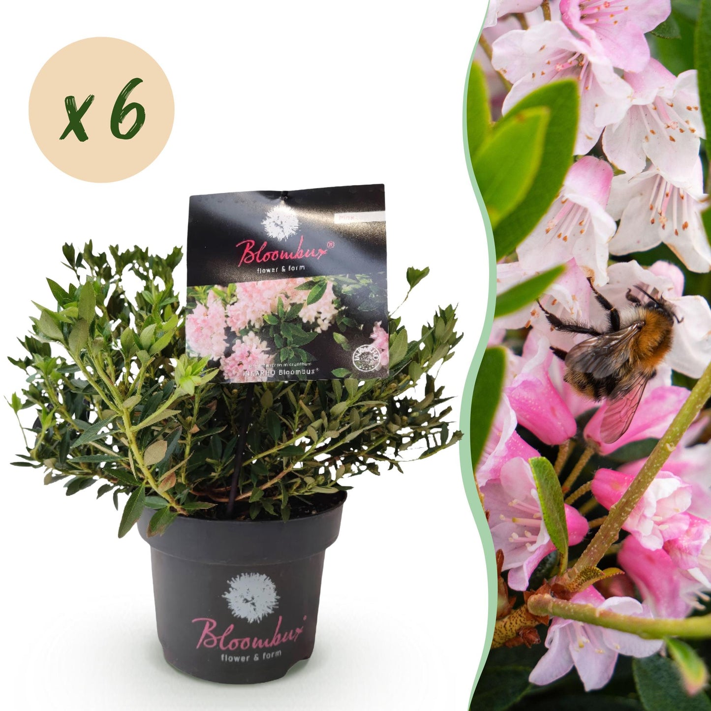 Rhododendron Bloombux Rose Clair : Un plant en pot sur fond blanc avec une pastille indiquant « x6 », à côté d'un gros plan de ses fleurs ro