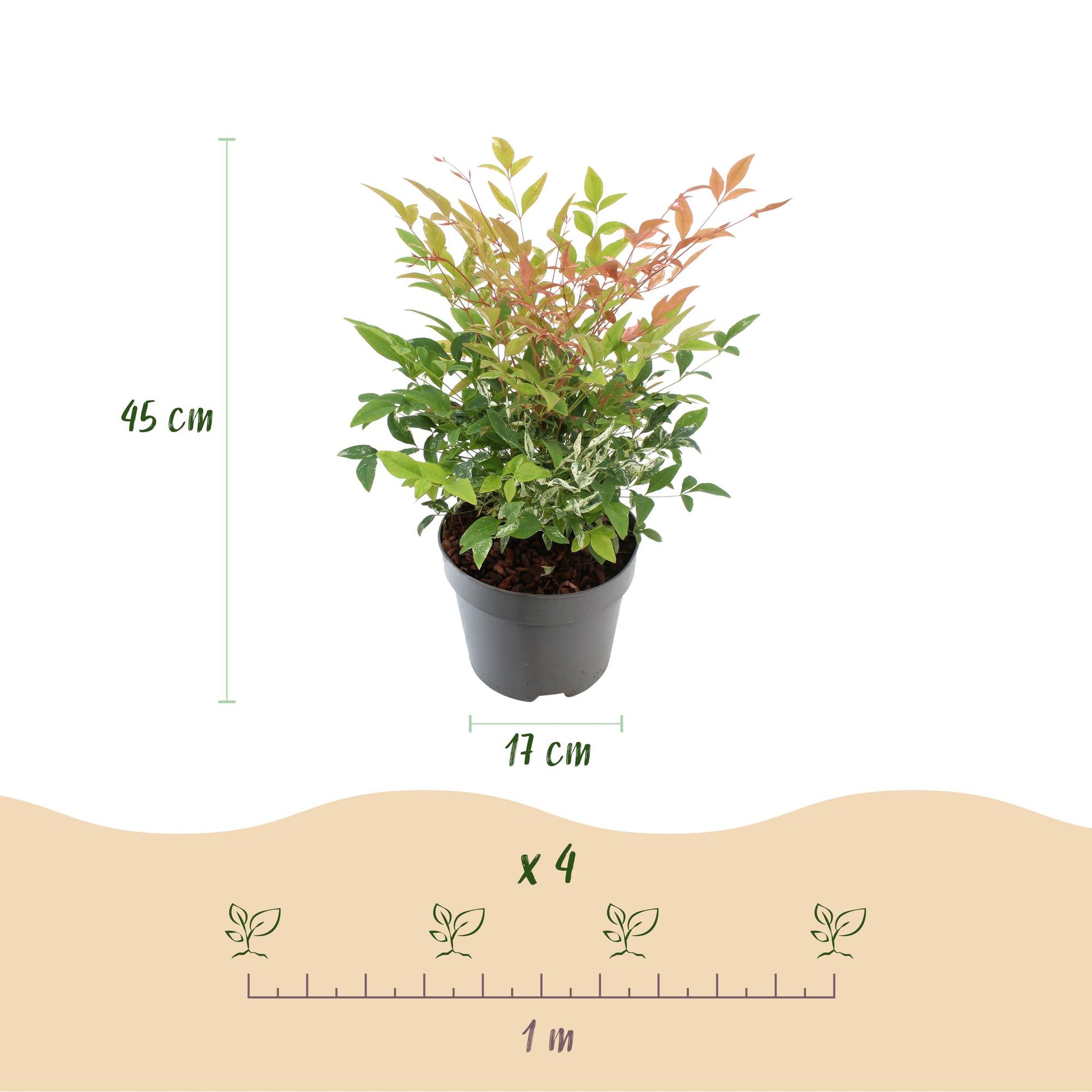 Nandina Twilight : Panaché & Rose. Infographie montrant un plant en pot, avec une hauteur de 45 cm et un pot de 17 cm, ainsi qu'un espacemen