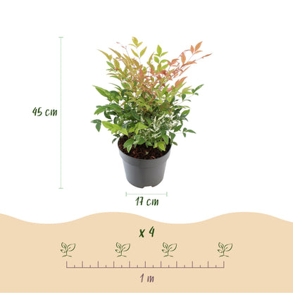 Nandina Twilight : Panaché & Rose. Infographie montrant un plant en pot, avec une hauteur de 45 cm et un pot de 17 cm, ainsi qu'un espacemen