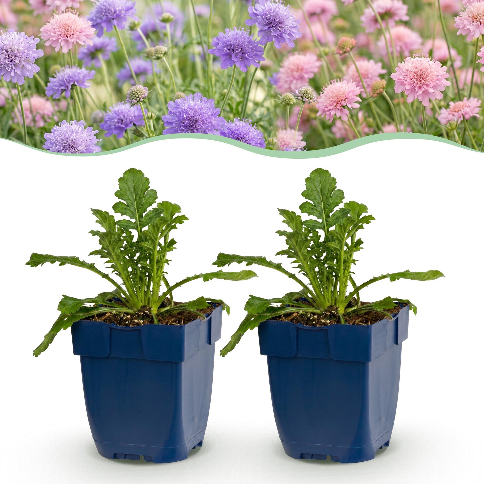 Scabiosa Duo, plants de Taubenkraut dans leurs pots, accolés à une photo de fleurs violettes et roses épanouies.