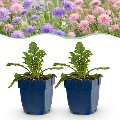 Scabiosa Duo, plants de Taubenkraut dans leurs pots, accolés à une photo de fleurs violettes et roses épanouies.