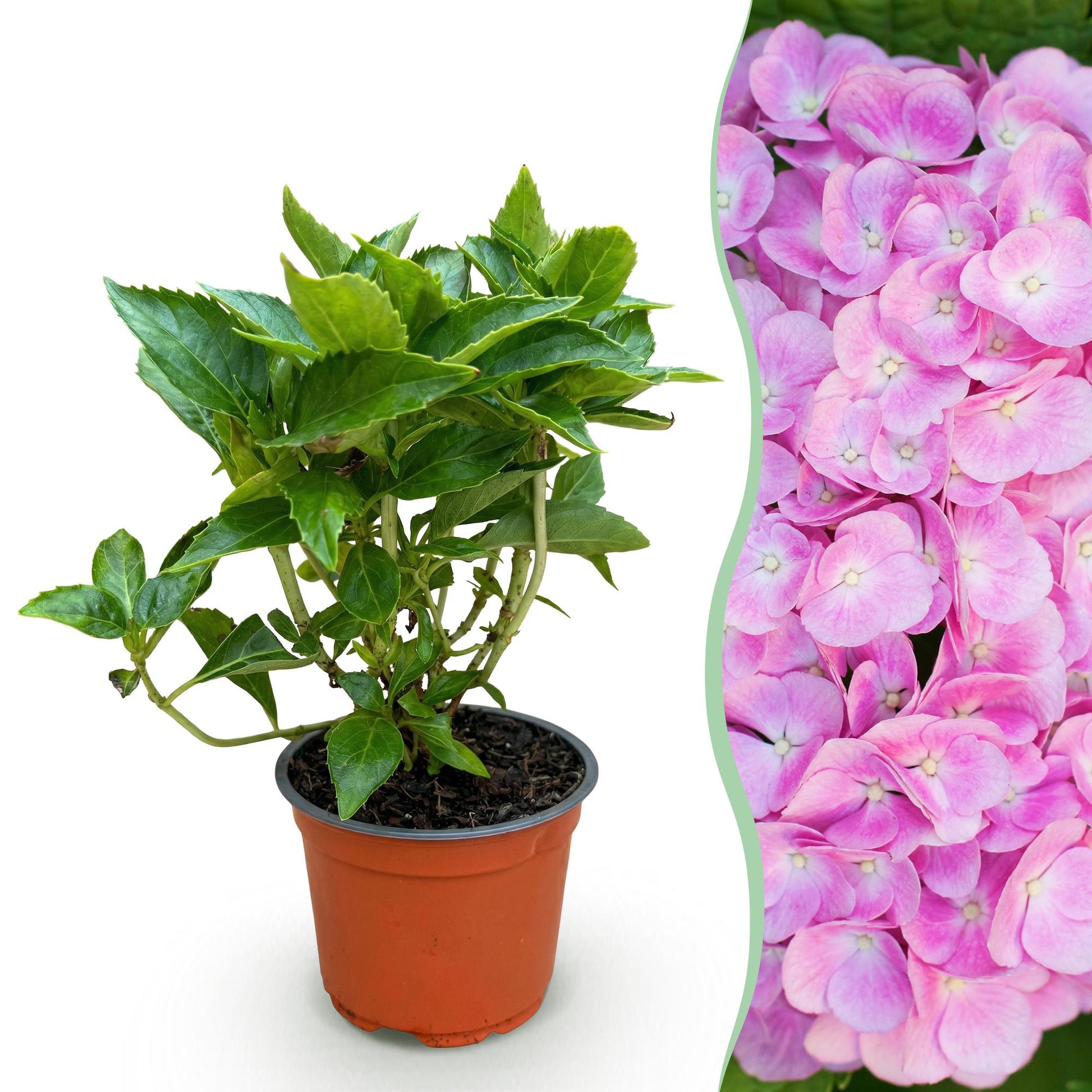 Hortensia 'Rose' : jeune plant en pot et gros plan de ses fleurs d'un rose éclatant.