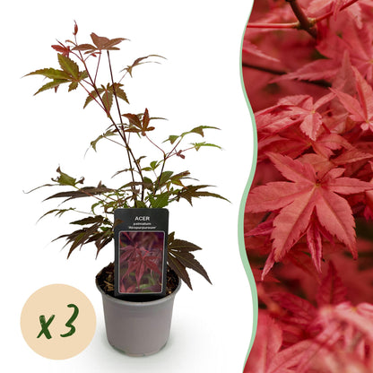Acer palmatum Atropurpureum, plant en pot avec son étiquette et pastille indiquant le lot de 3, sur fond blanc avec un gros plan de son feui