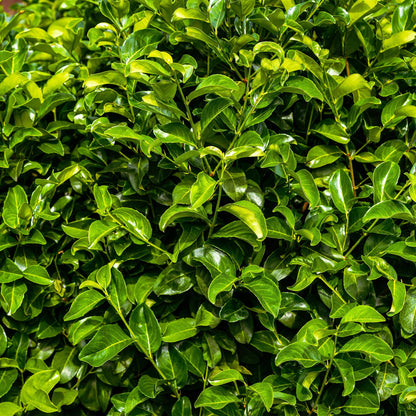 Prunus laurocerasus Rotundifolia. Gros plan sur les feuilles vertes et brillantes de cette plante de haie, connue pour son feuillage dense e
