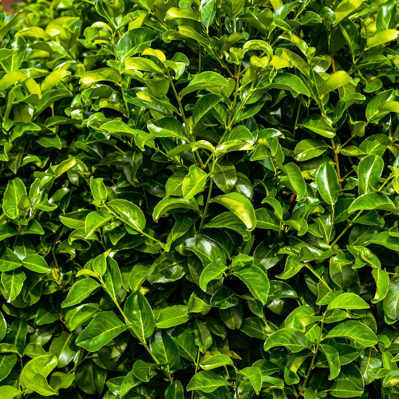 Laurier-cerise Rotundifolia (Prunus laurocerasus), plante de haie persistante, Pot 17 cm, Hauteur 50 cm