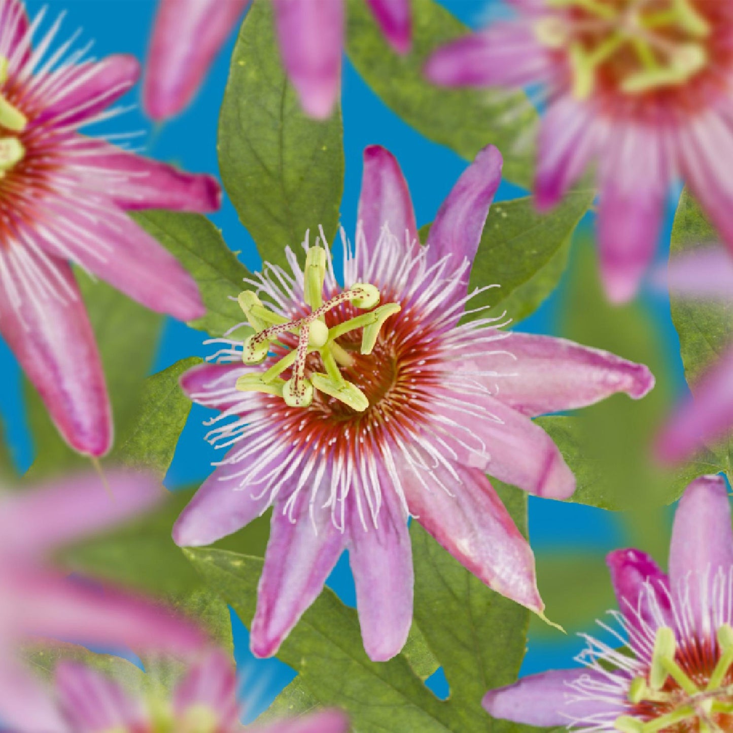 Passiflora Anastasia : Gros plan sur plusieurs fleurs de passion roses et mauves avec des feuilles vertes, sur fond bleu.