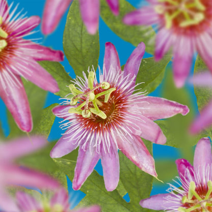 Passiflora Anastasia : Gros plan sur plusieurs fleurs de passion roses et mauves avec des feuilles vertes, sur fond bleu.