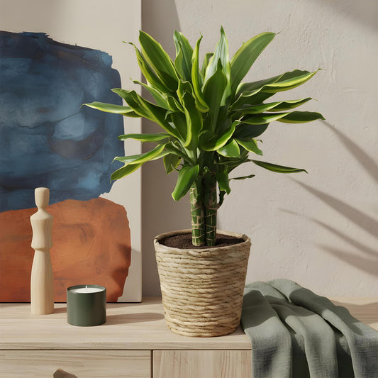 Dracaena fragrans Golden Coast dans un cache-pot en fibres naturelles tressées sur un meuble en bois clair