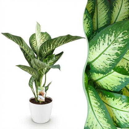 Plantes d'intérieur - Diefenbachia Tropic Snow - Dieffenbachia - Peu d'entretien - avec Potter Blanc - Panaché - 1 Plante - avec Potter Blanc - Pot 21cm - Hauteur 90-100cm