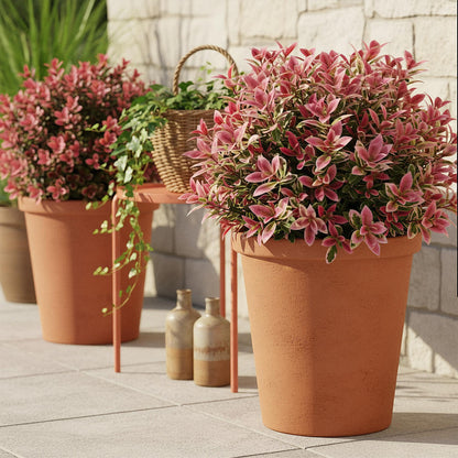 Leucothoe Colour Diamond : trois plants en pots en terre cuite sur une terrasse ensoleillée, un arbuste à feuilles panachées rose et vert.