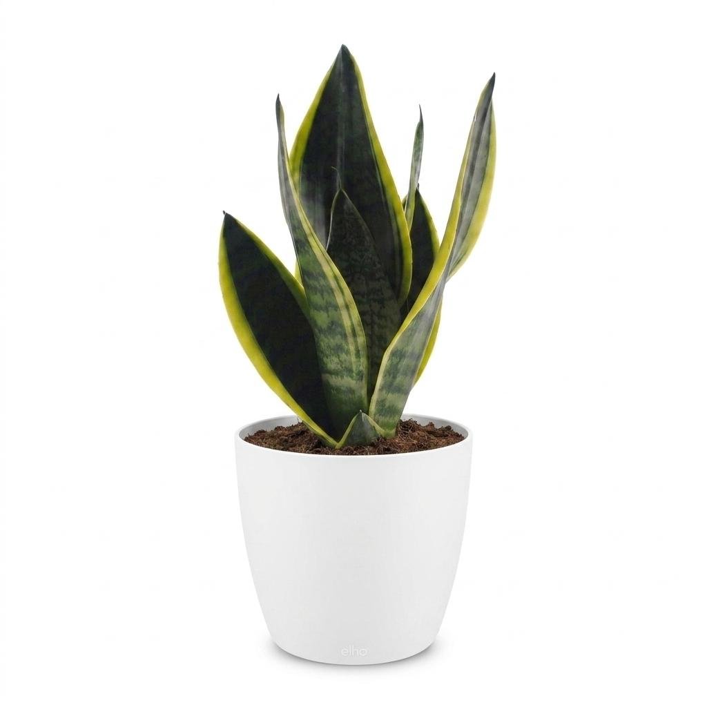 Sansevieria Futura Superba - Langue de belle-mère - Pot de 12cm - plantandstories