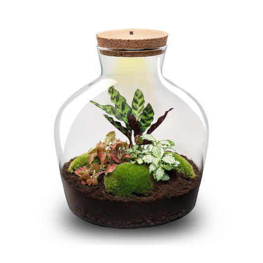 Grand kit terrarium lumineux Calathea et Fittonia, bocal Ø 29 cm à bouchon LED, avec ou sans outils