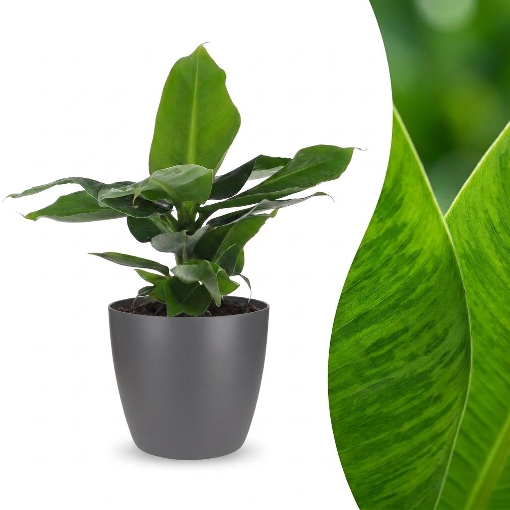 Un jeune bananier nain oriental Musa Oriental Dwarf, avec ses feuilles vertes et larges, présenté dans un cache-pot gris