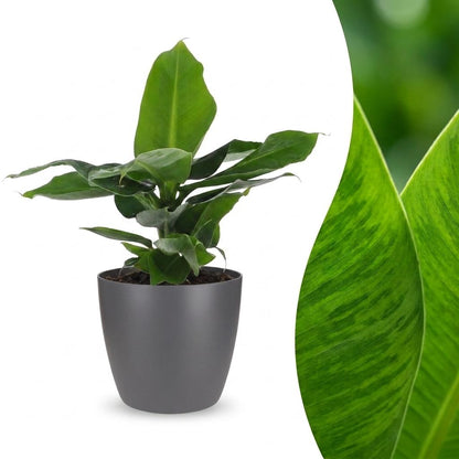 Un jeune bananier nain oriental Musa Oriental Dwarf, avec ses feuilles vertes et larges, présenté dans un cache-pot gris