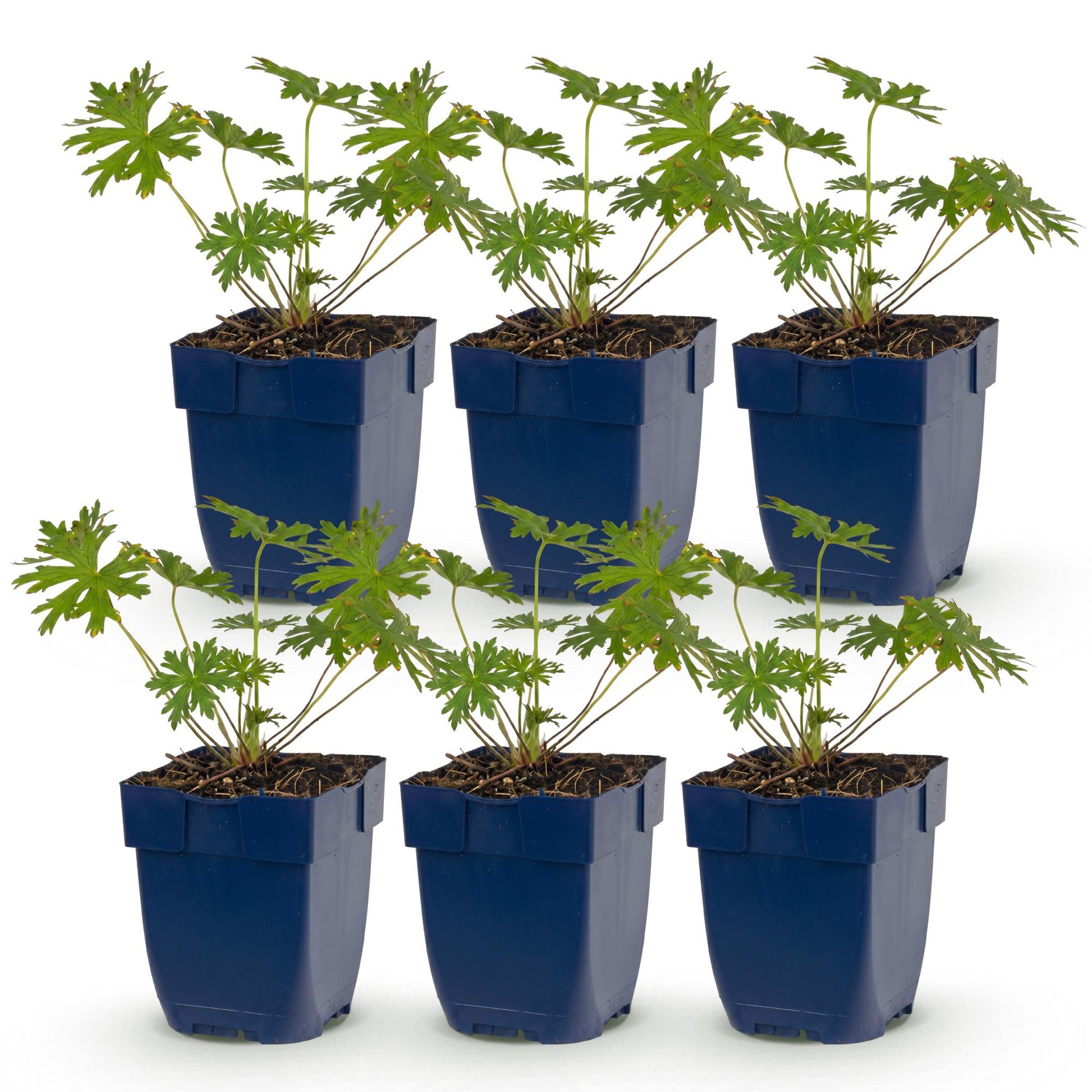 Geranium Tricolour. Lot de 6 plants en pot de 11 cm, prêts à planter, sur fond blanc uni.