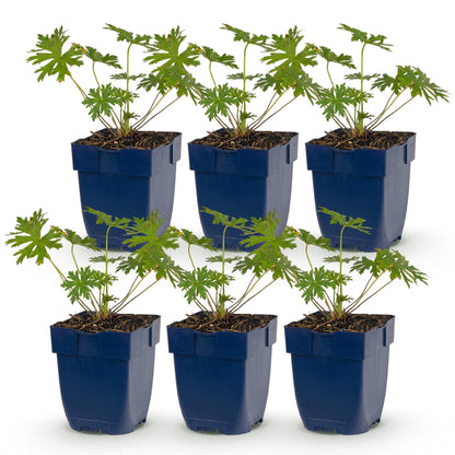 Geranium Tricolour. Lot de 6 plants en pot de 11 cm, prêts à planter, sur fond blanc uni.