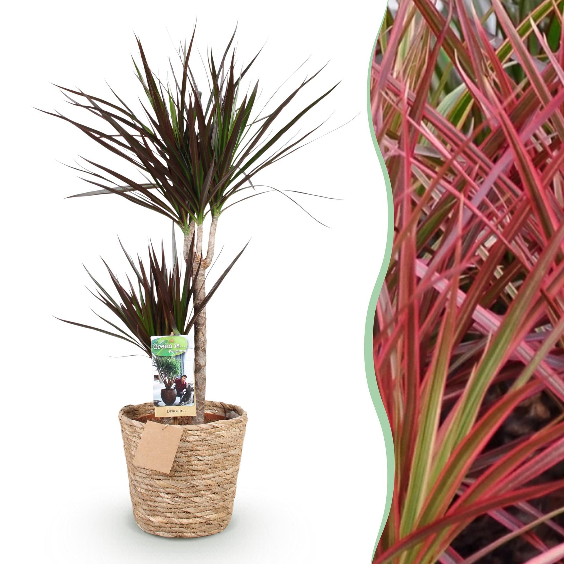 Plantes d'intérieur - Dracaena Magenta - Arbre à sang de dragon - Peu d'entretien - avec panier - Rouge - 1 Plante - Pot 21cm - Hauteur 90-100cm